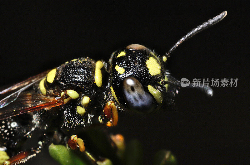 贝沃尔夫（海门诺普泰拉;克拉布罗尼达;菲兰图斯 sp.）